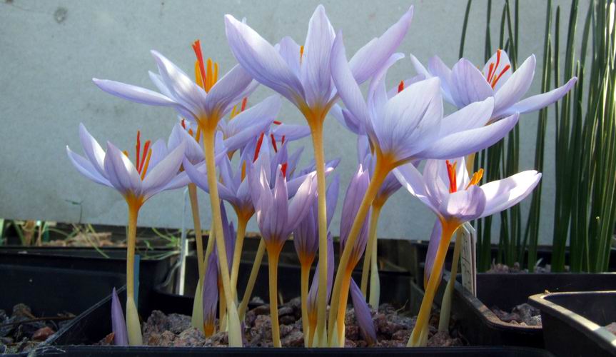 زعفران زینتی